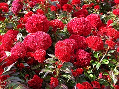 198 Longwood Gardens [2008 August 23]